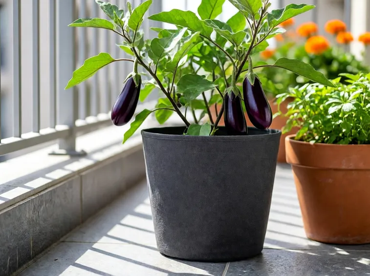 melanzane nel balcone