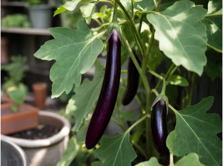 melanzane lunghe