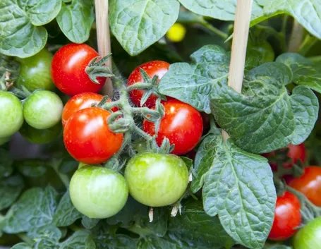 pomodori in vaso