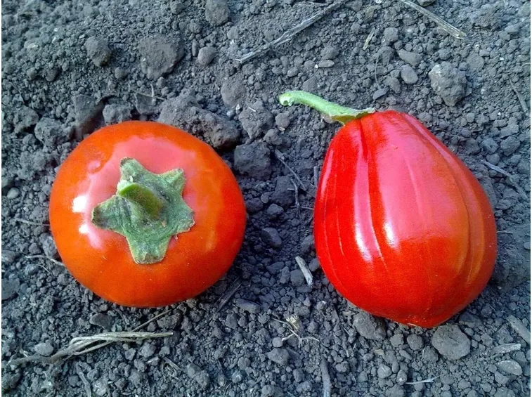 melanzana rossa