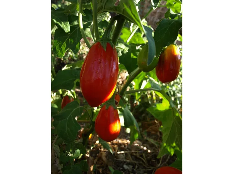 pianta di melanzana rossa