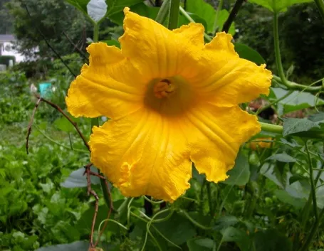 Fiore di zucca