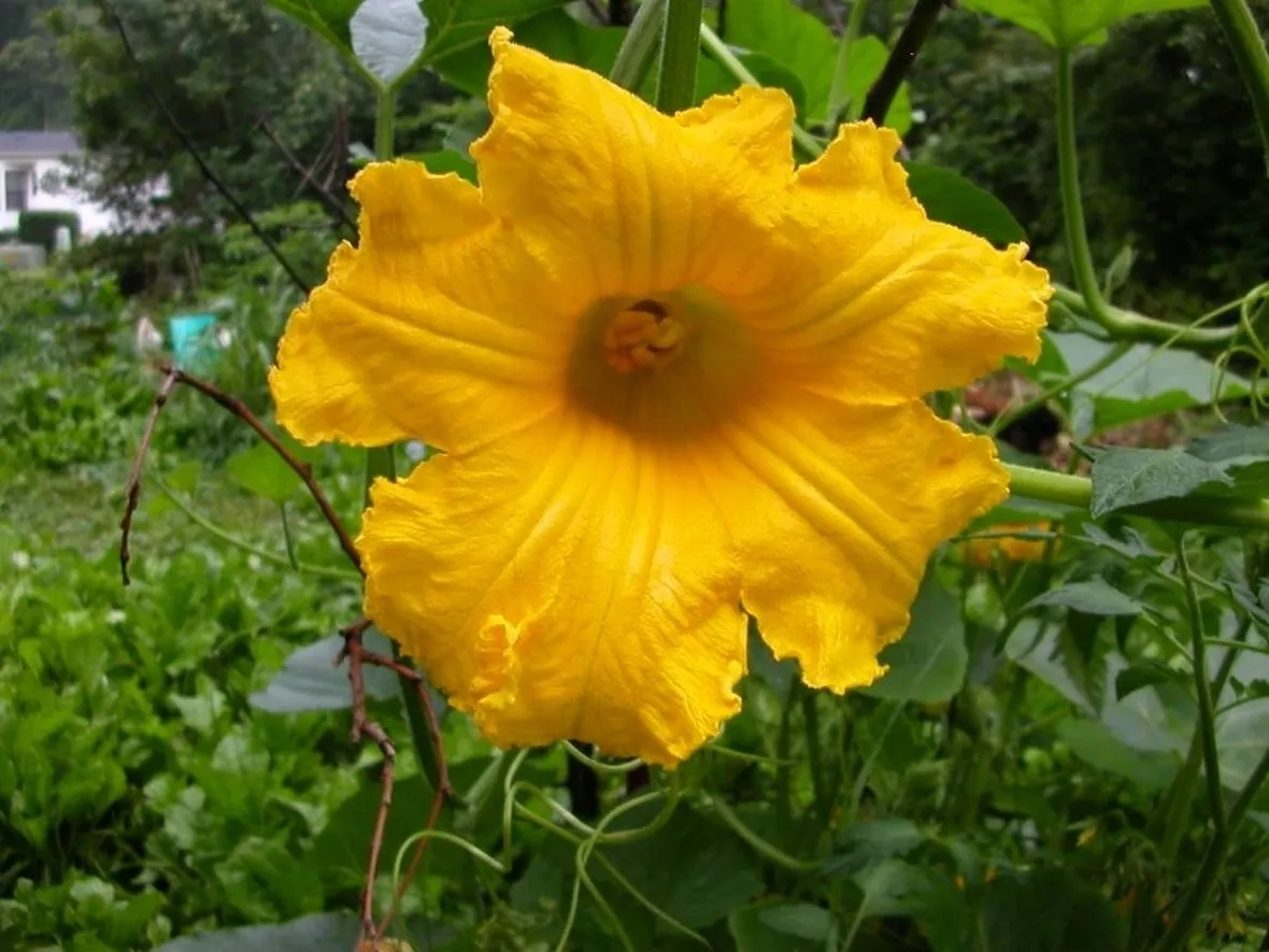 Fiore di zucca