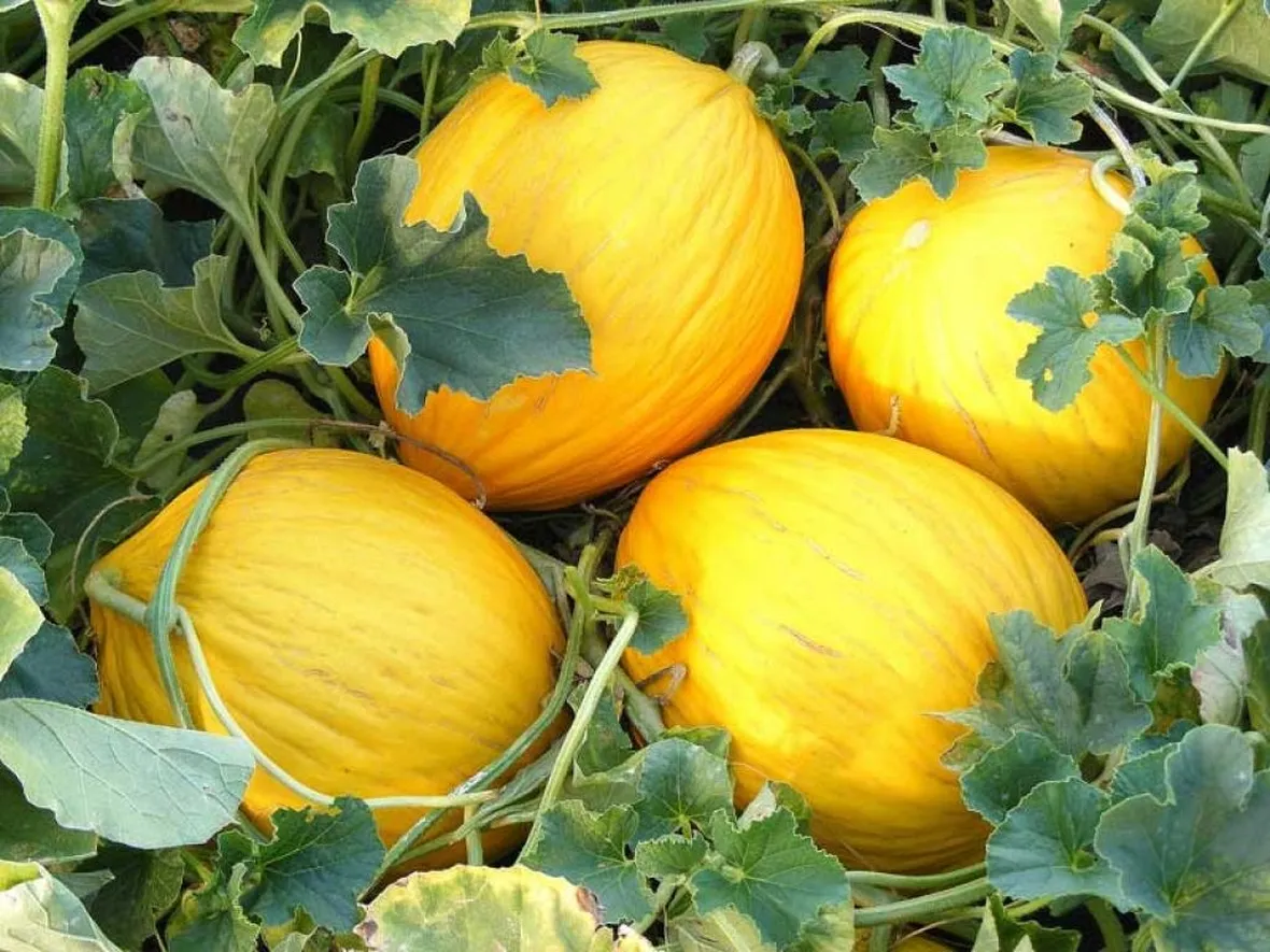 Melone bianco