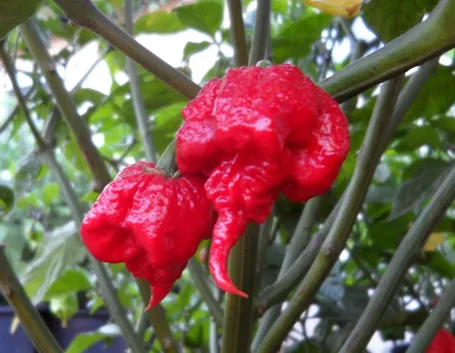 peperoncino Carolina Reape