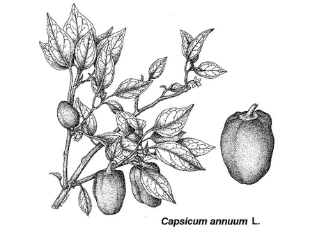 Disegno botanico del Capsicum Annuum, cui appartiene il peperoncino jalapeno
