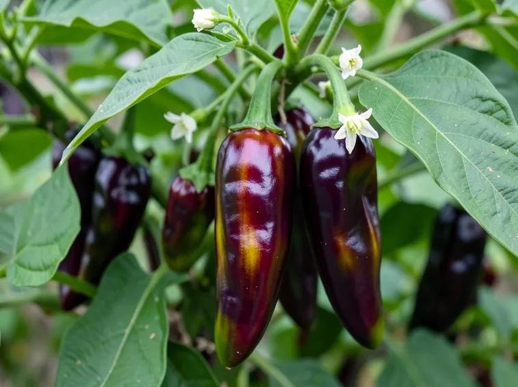 purple jalapeno