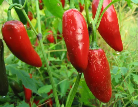 Peperoncino