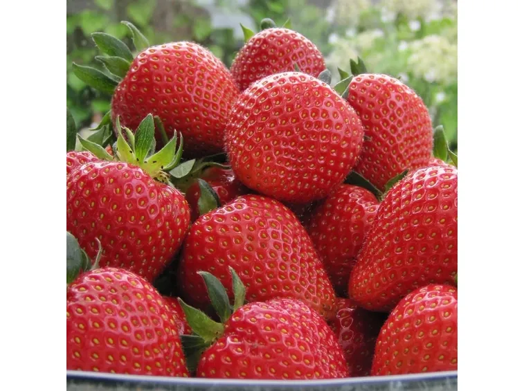 Piante di fragole