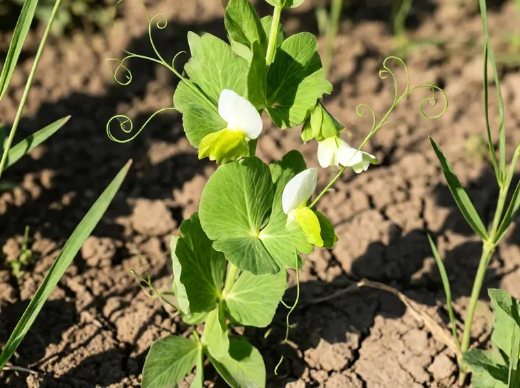Piata legume fiore