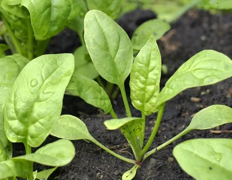 spinaci