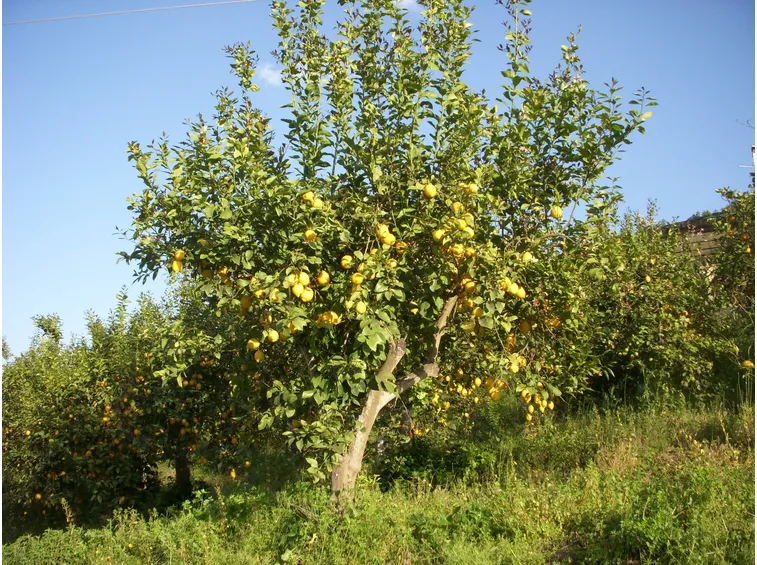 limone