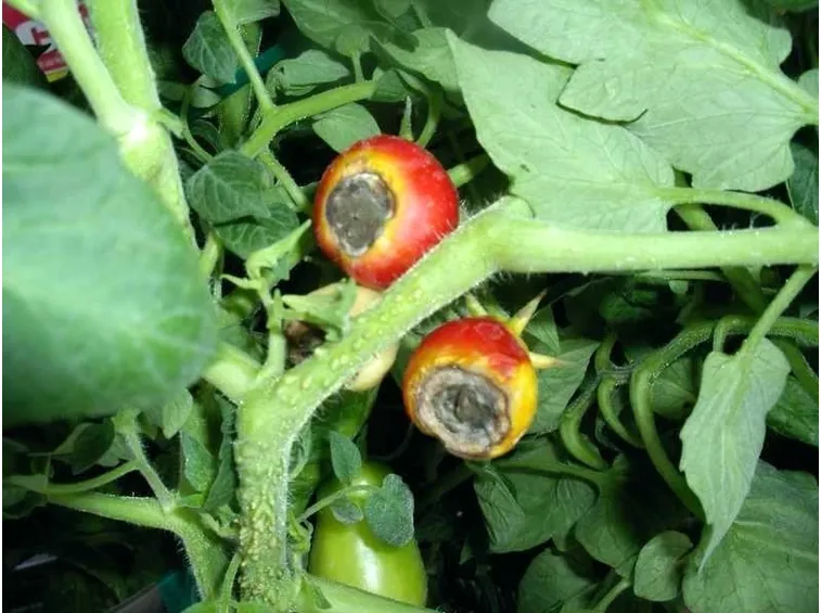 malattie pomodoro