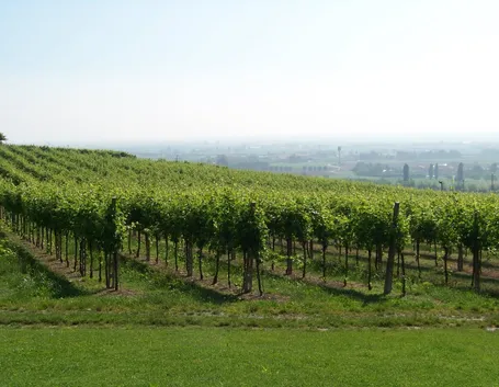 Filari d'uva