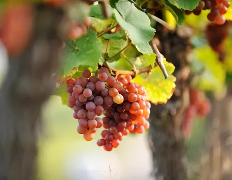 grappoli d'uva