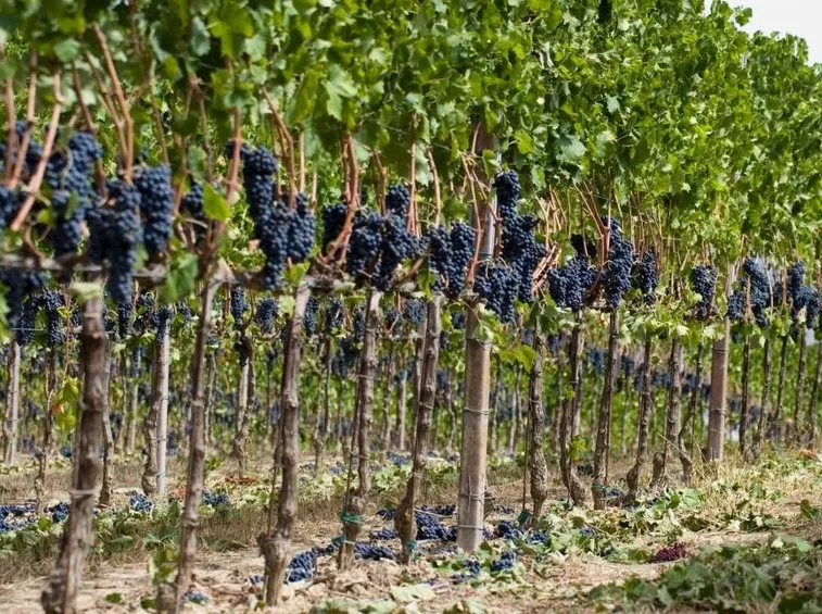 Vigna di uva cardinal