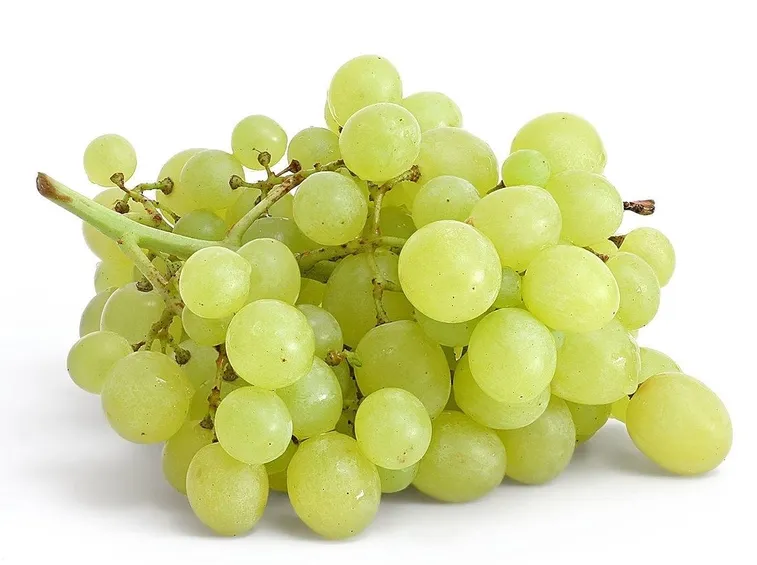 Uva fragola bianca