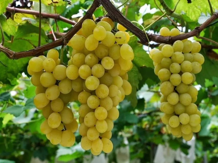 uva Moscato grappoli