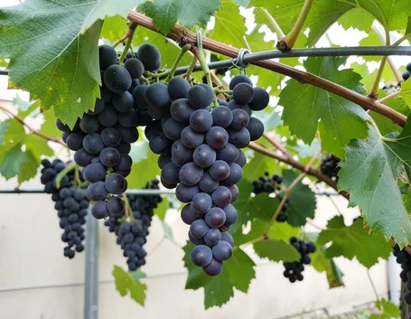 Esempio di uva nera