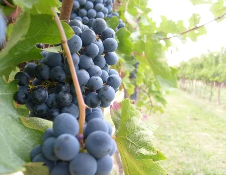 Grappoli di uva rossa matura