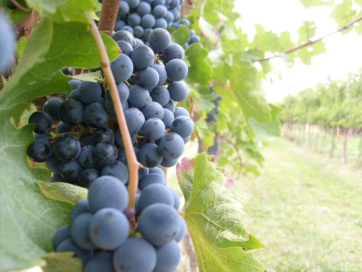 Grappoli di uva rossa matura