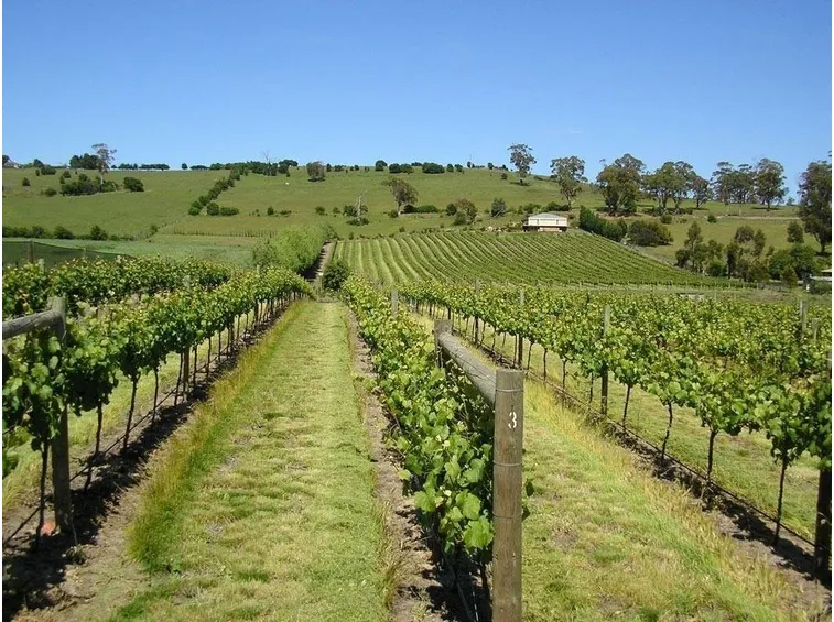 Dei filari di uva da vinoFoto dal sito: http://www.vinook.it/index.asp