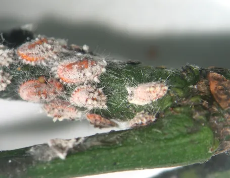 cocciniglia