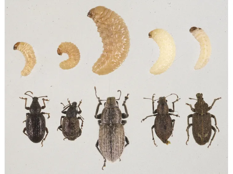 larva