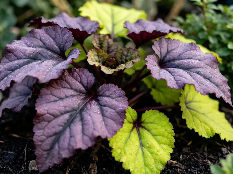 Come disporre le piante: altezze e accostamenti di colore