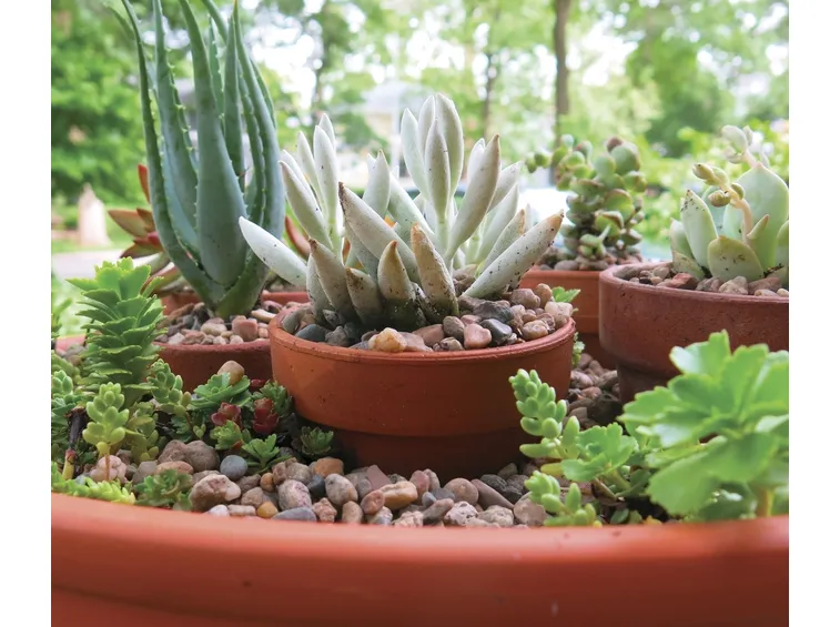 piante grasse in vaso