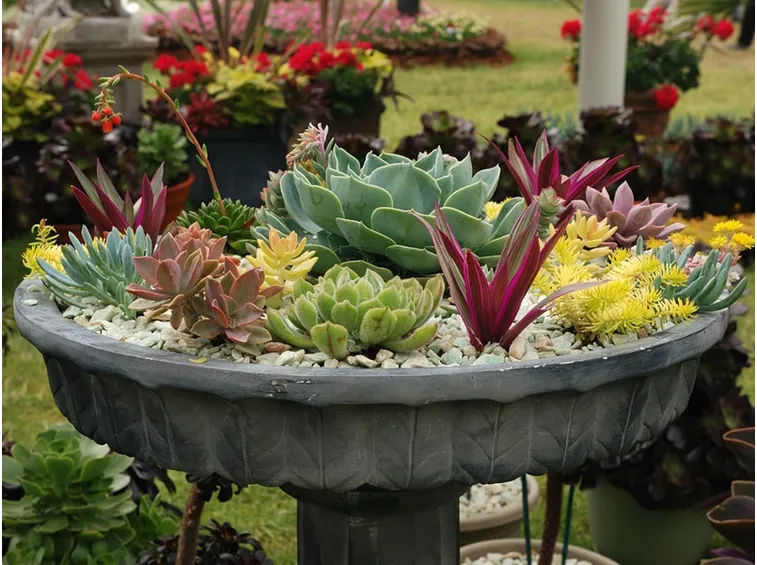succulente