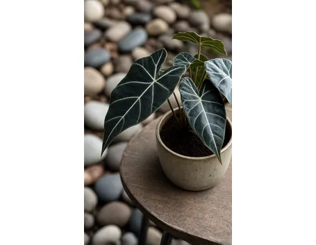 Alocasia