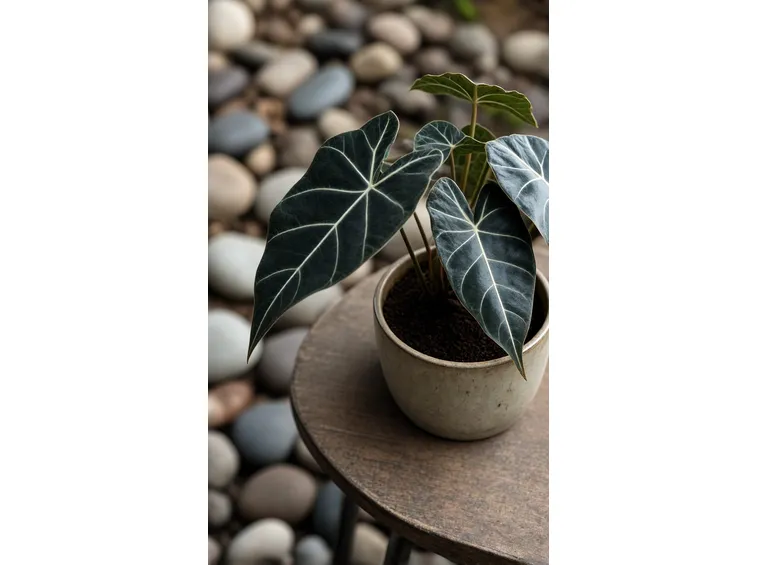 Alocasia