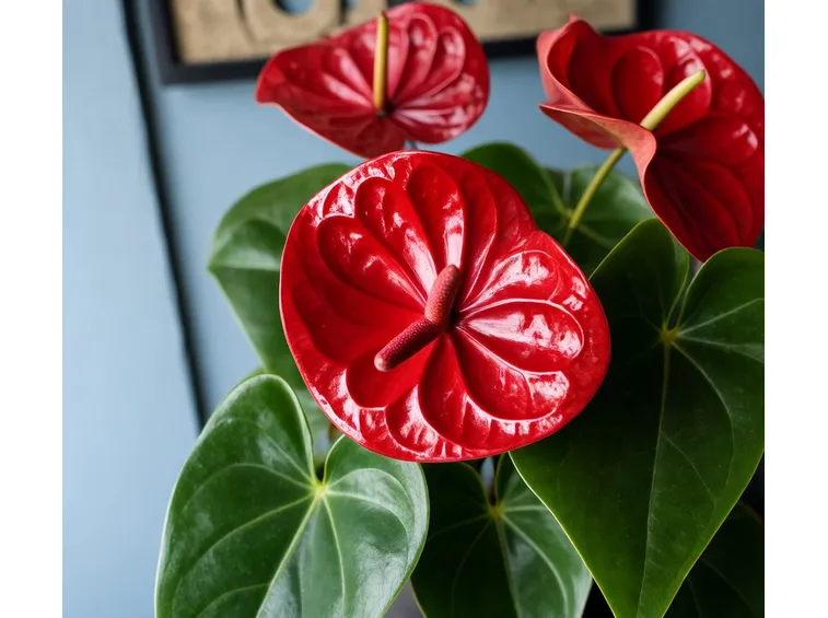 Anthurium