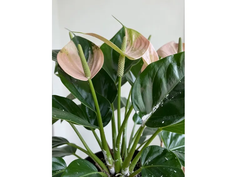 Anthurium fiori