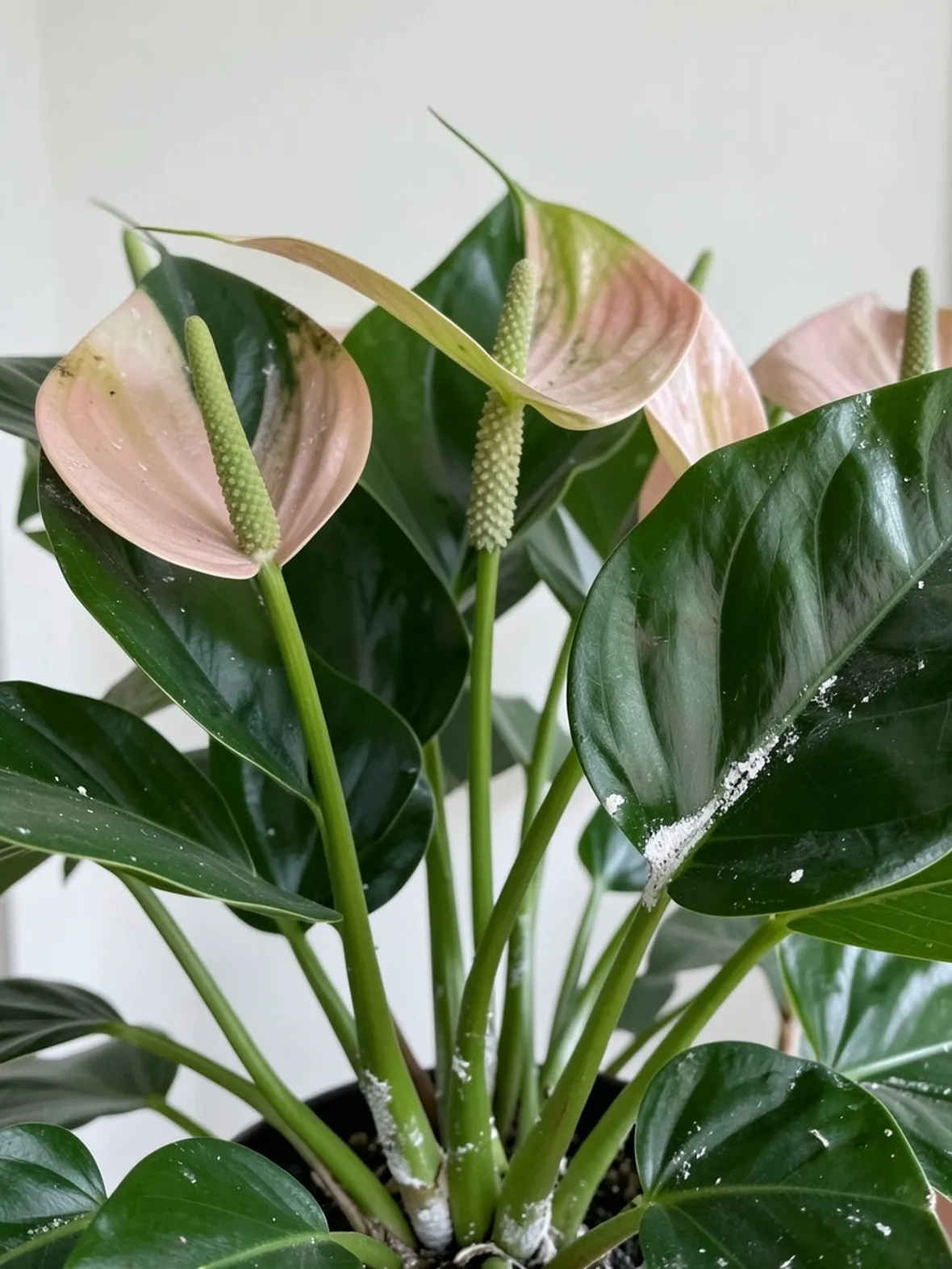 Anthurium fiori