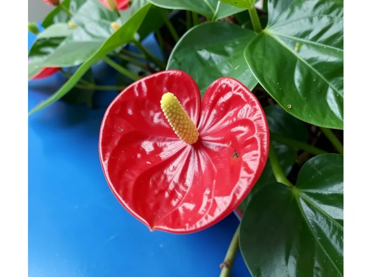 anthurium