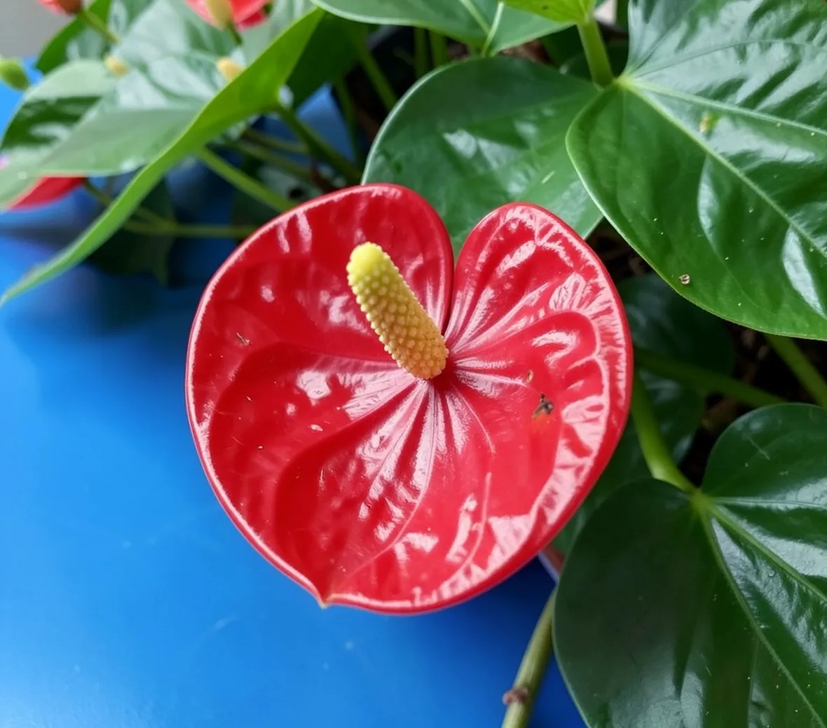 anthurium