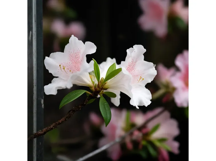 azalea