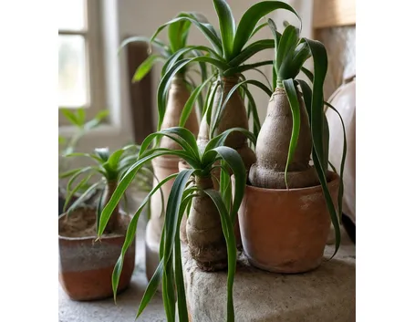 Beaucernea recurvata