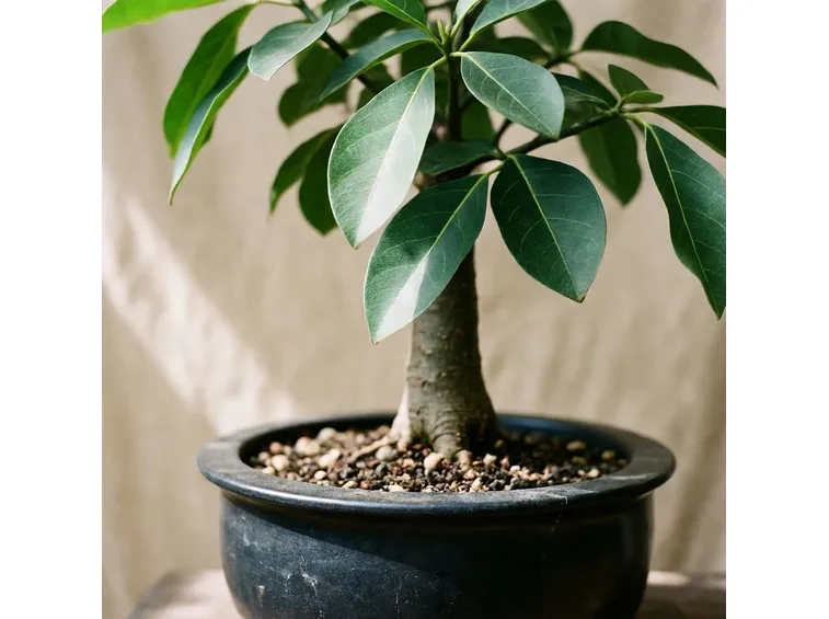 bonsai ficus