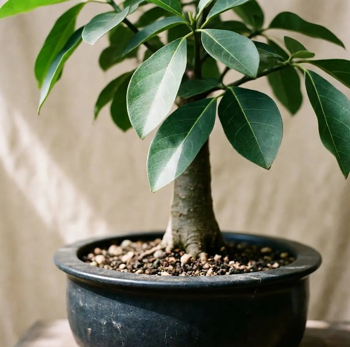 bonsai ficus