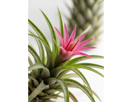 tillandsia