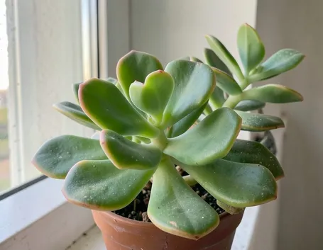 Crassula