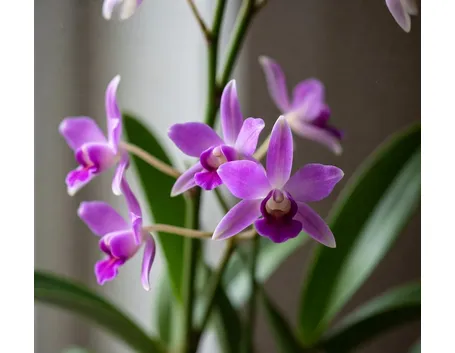Dendrobium