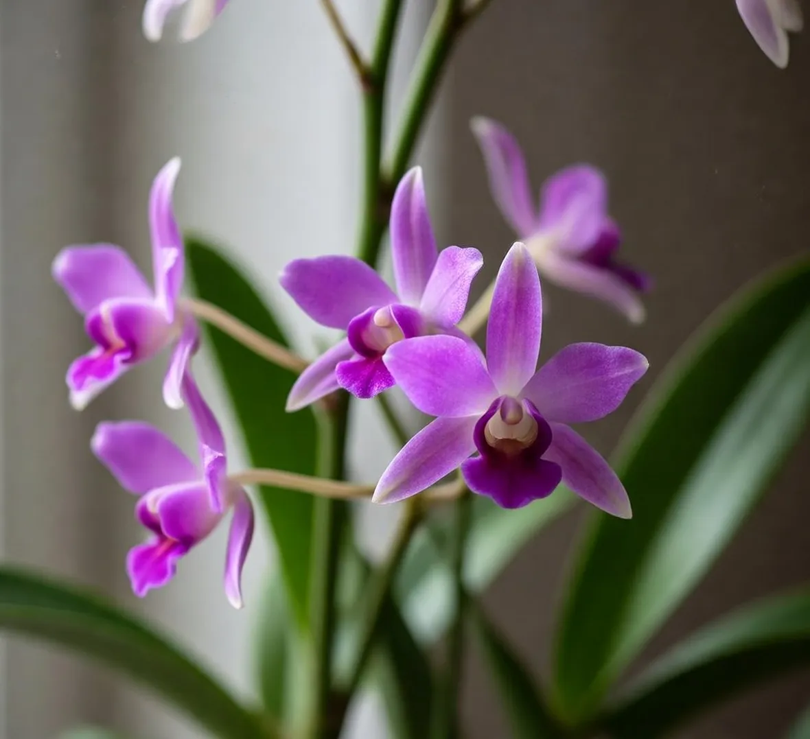 Dendrobium