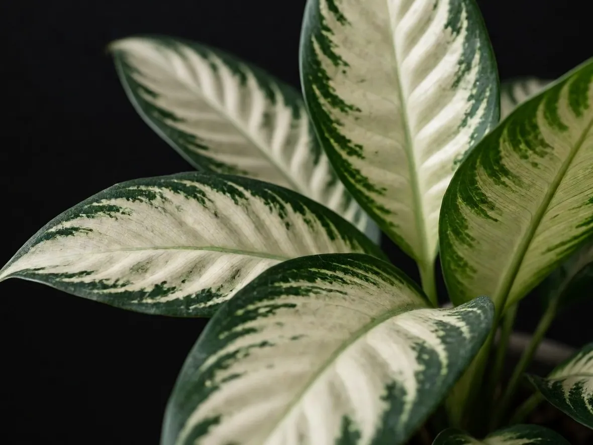 Dieffenbachia