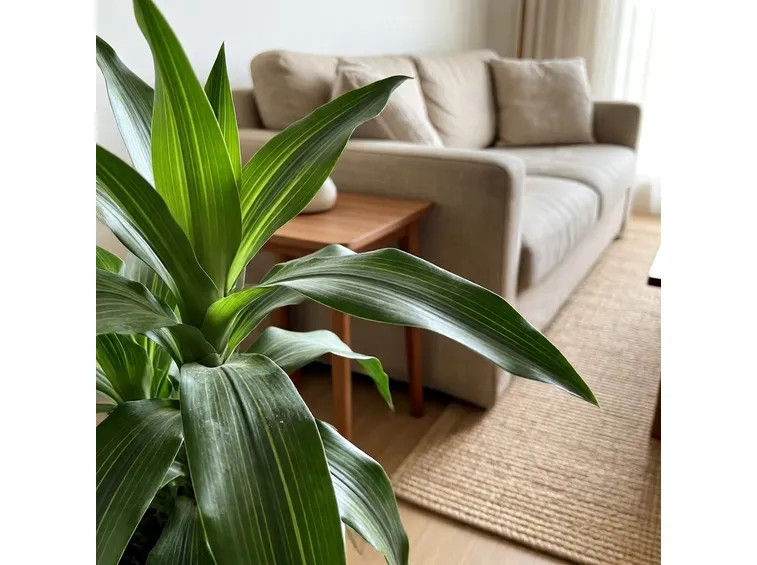 dracena indivisa