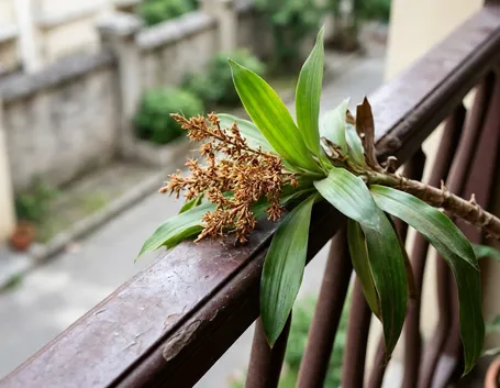 dracena