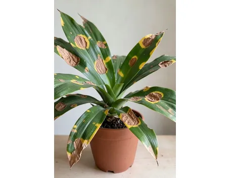 Dracena